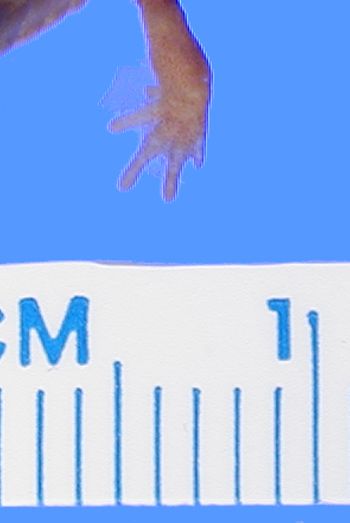 Media type: image; Herpetology A-28281